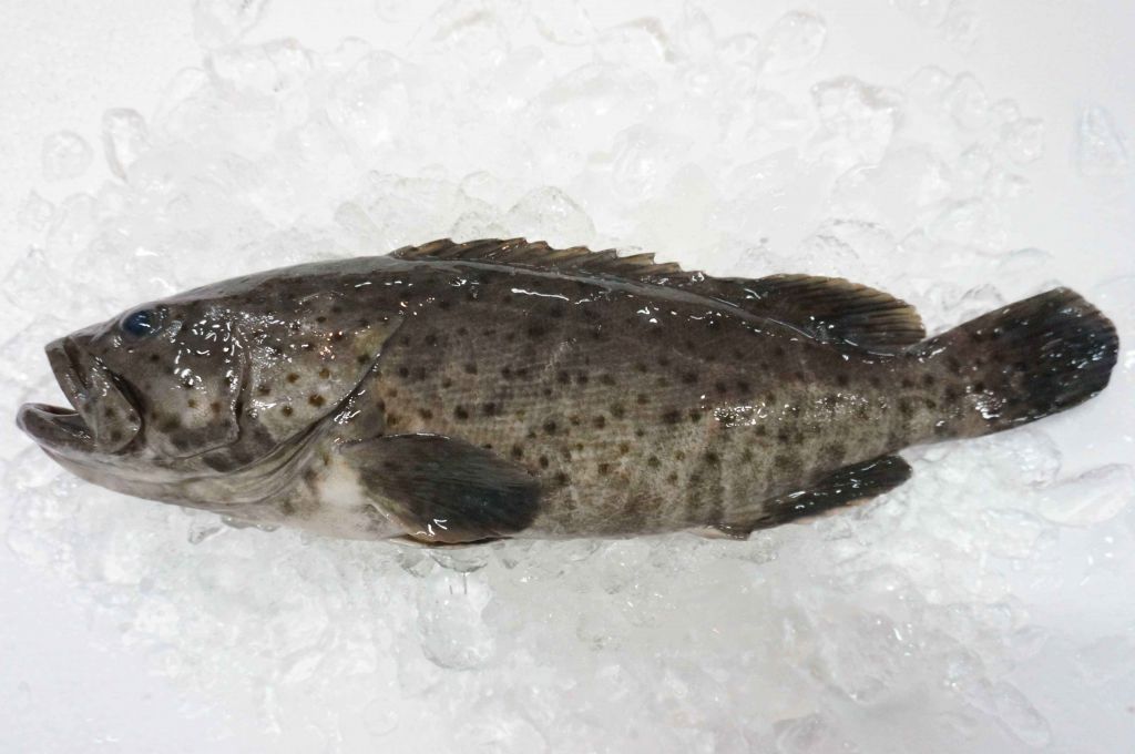 Frozen Grouper