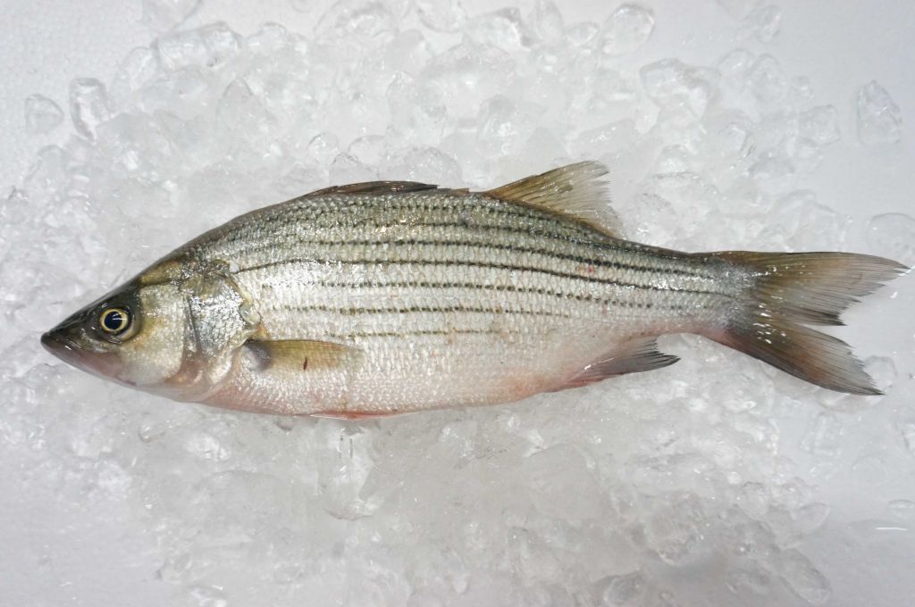 Frozen Striped Bass