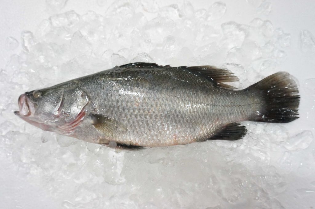 Frozen Barramundi