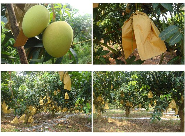 Mango Grape Apple Pear orange peach  bag machine