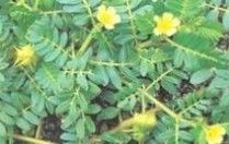 Tribulus Terrestris P.E.