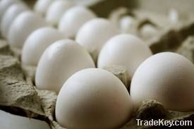 fresh table eggs