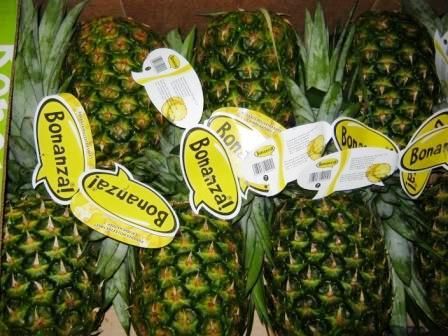 Extra Sweet Fresh Pineapple Golden MD2