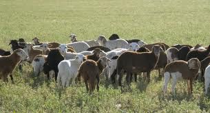 DAMARA SHEEP FOR SALE