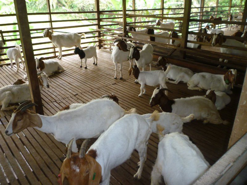 HEALTHY MEAT BOER GOATS FOR SALE