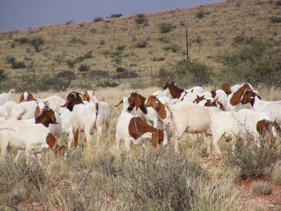 Vet checked Boer goats on stock for sale 