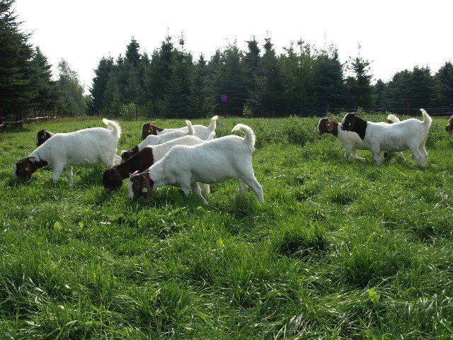 BOER  GOATS FOR SALE