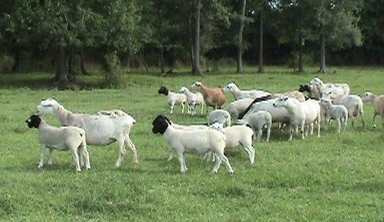 Vet checked Boer goats on stock for sale 