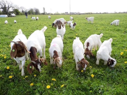 RED HEAD BOER GOATS