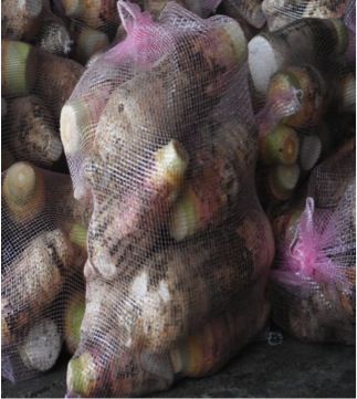 TARO COCO, MALANGA, WU