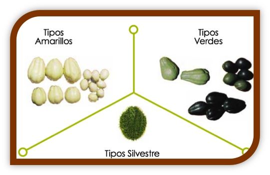 TARO COCO, MALANGA, WU