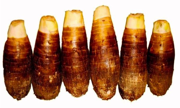 TARO COCO, MALANGA, WU