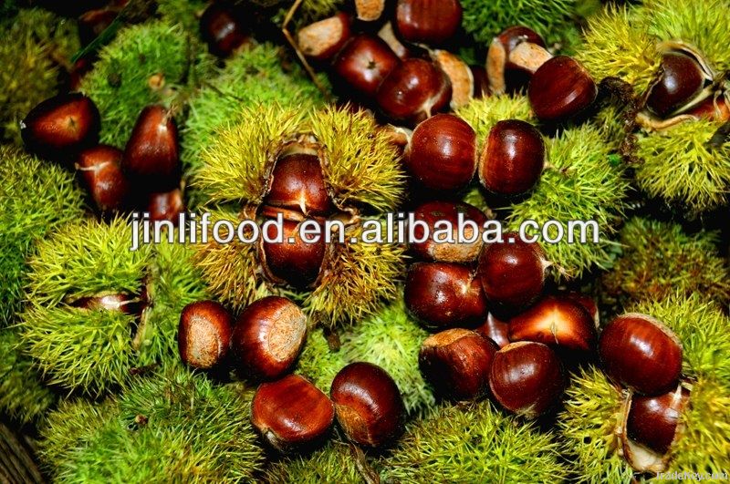 wholesale bulk nuts dry chestnuts chinese good