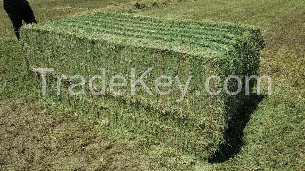 Alfalfa Hay For Sale