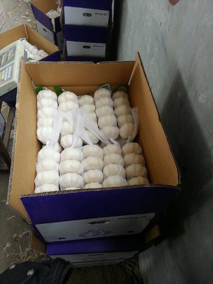 chinese fresh garlic 