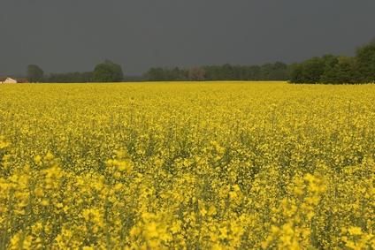 Canola oil