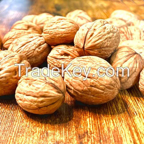 Raw English Walnuts in Shell, Organic Walnuts in Shell
