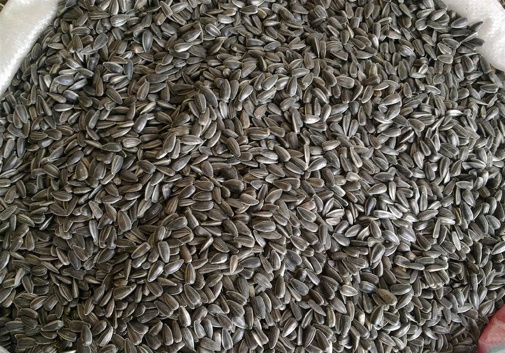 Sunflower  Seeds 