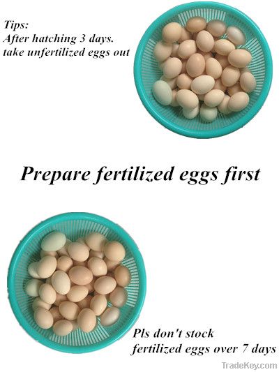 Wholesale Automatic Egg Incubator