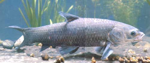 black carp