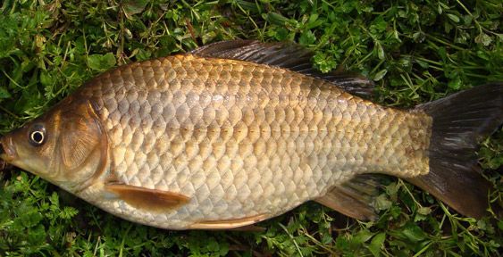 crucian 