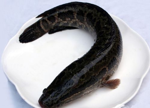 snakehead 