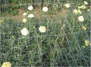 Gardening Net, Greening Net, Plastic Geo-grids, Plants support net