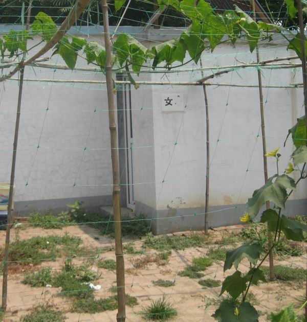 Gardening Net, Greening Net, Plastic Geo-grids, Plants support net