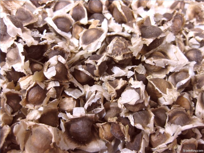 MORINGA OLEIFERA SEEDS