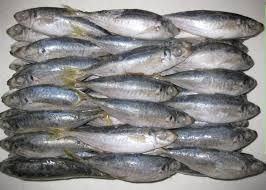 Frozen Horse Mackerel Whole Round (Fish)