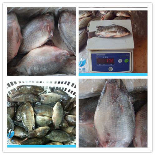 Frozen black tilapia/red tilapia  whole round