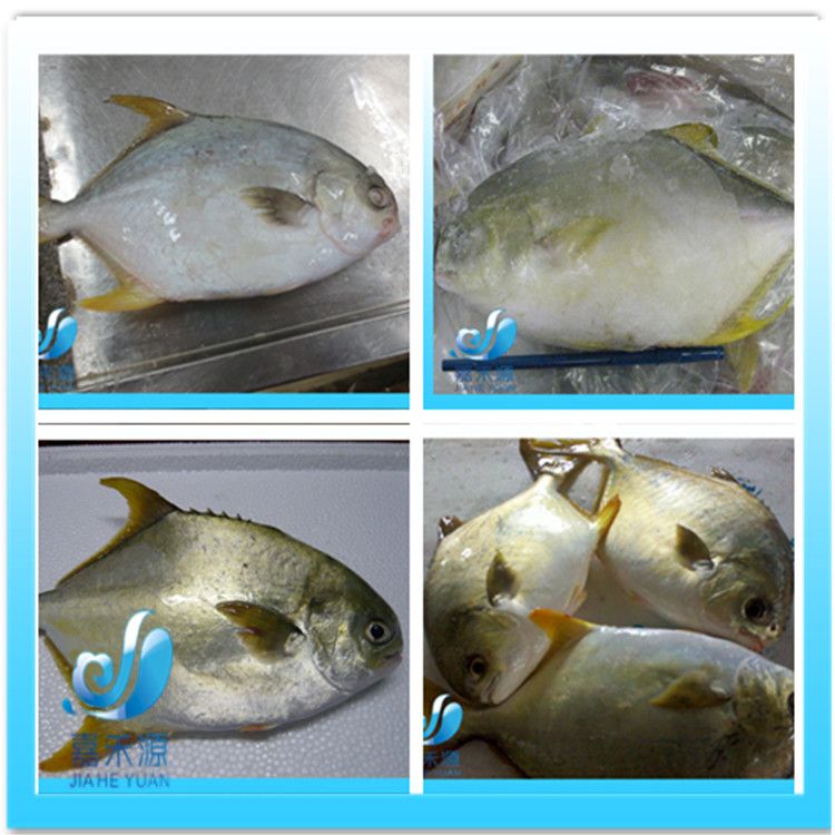 Frozen golden pomfret/red pomfret/white pomfret/black pomfret