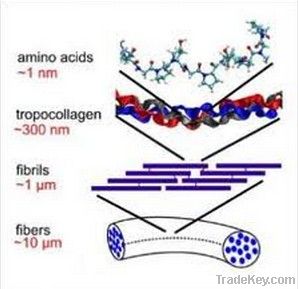 Food Grade Fish Collagen Powder -Health Food