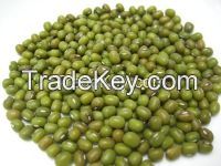 Green Bean / Mung Beans