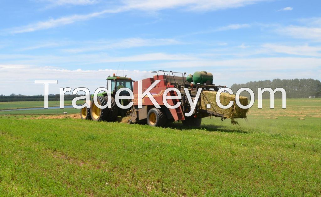 Rhodes Grass Hay in Bales