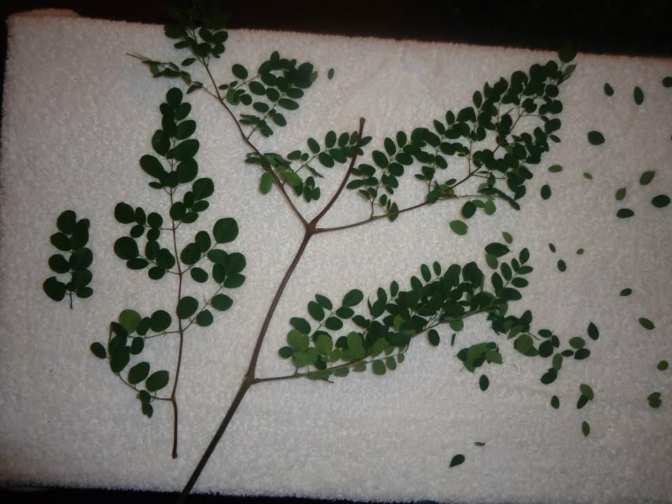 Moringa Oleifera leaves-Moringa Oleifera seeds-Moringa Oleifera leaf powder