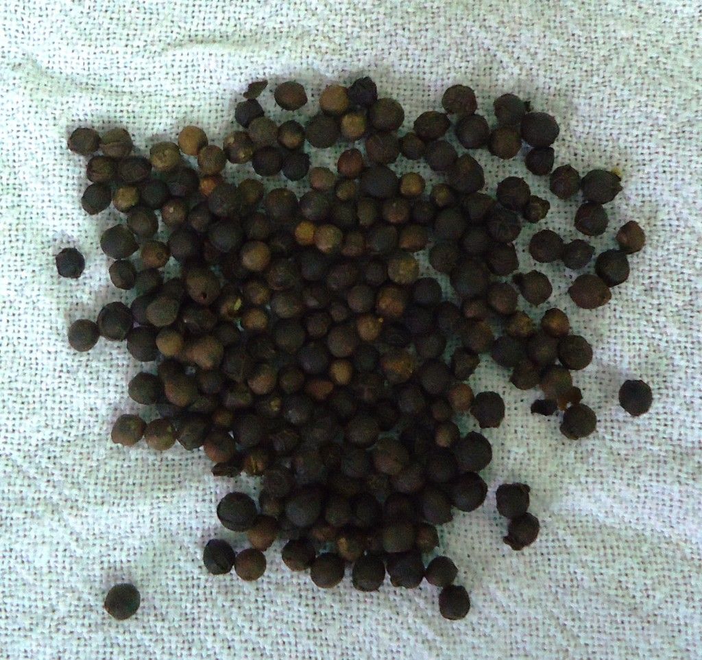 Black Pepper