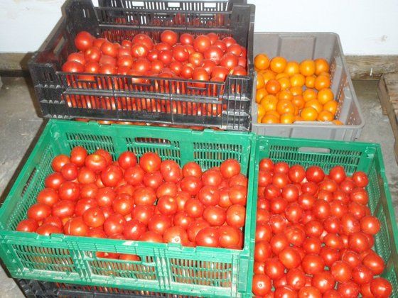 Fresh Tomatoes