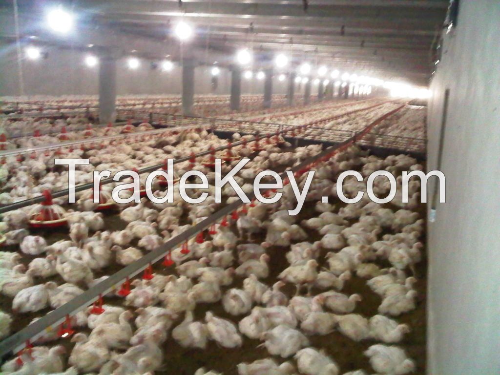 Broiler Feeders and Drinkers for Chicken House