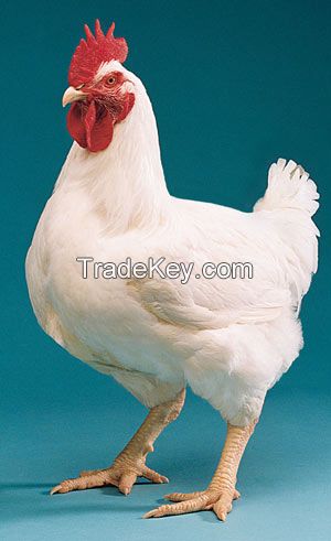 Broiler Feeders and Drinkers for Chicken House