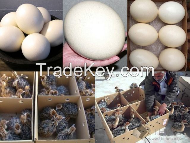 OSTRICH CHICKS &amp; EGGS AVAILABLE 