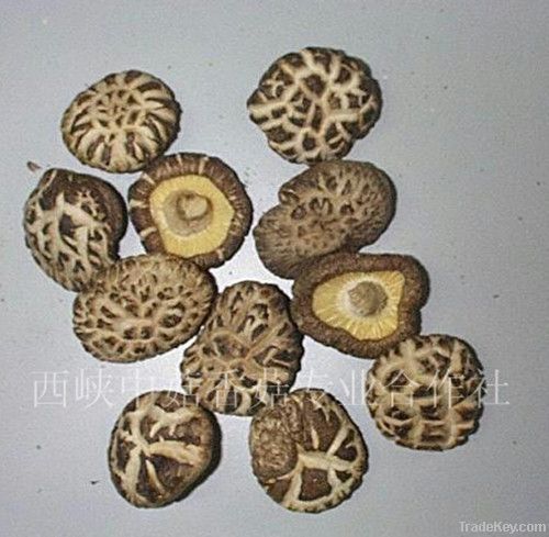 Chinese Champignon