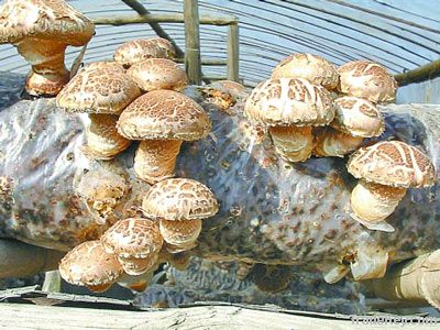 Fresh Flower Mushroom