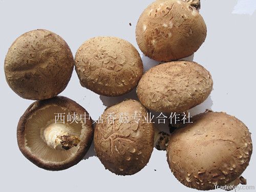 Chinese Champignon