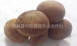 fresh shiitake mushroom supplier