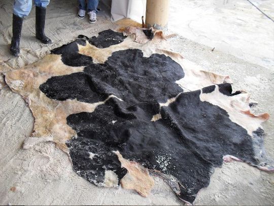 Wet Salted Cow Hides &amp; Animal Skins