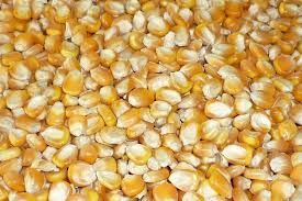 Yellow Maize &amp; Yellow Corn