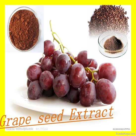 High quality Grape seed Extract