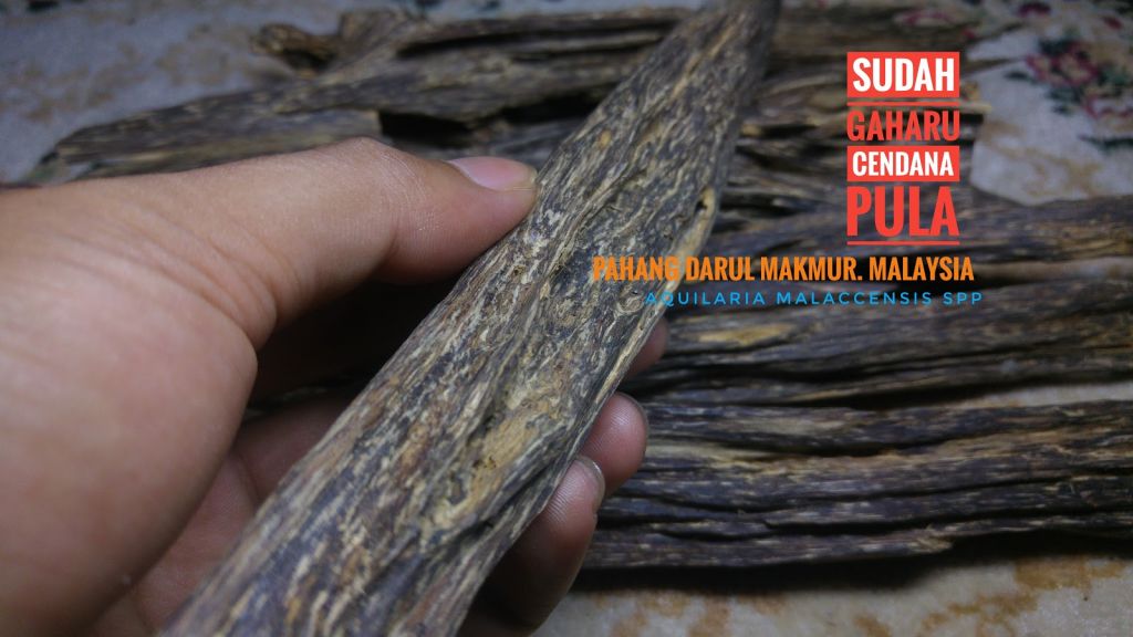 Wild Harvested Agarwood