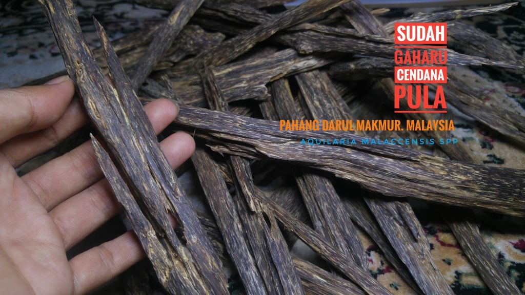 Wild Harvested Agarwood